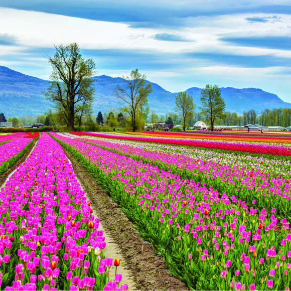 Tulip Festival in Chilliwack